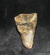 Real Dinosaur Tooth - Triceratops #1137-1